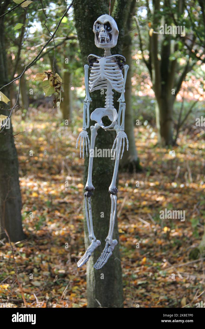 Une figurine squelette effrayante suspendue à un arbre. Banque D'Images