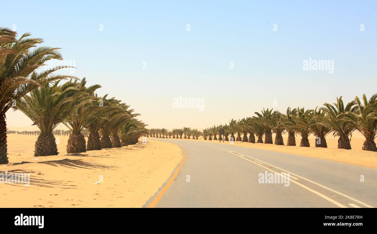 Lignes d'arbres route côtière de Walvis Bay avec dunes à droite et océan à gauche Banque D'Images