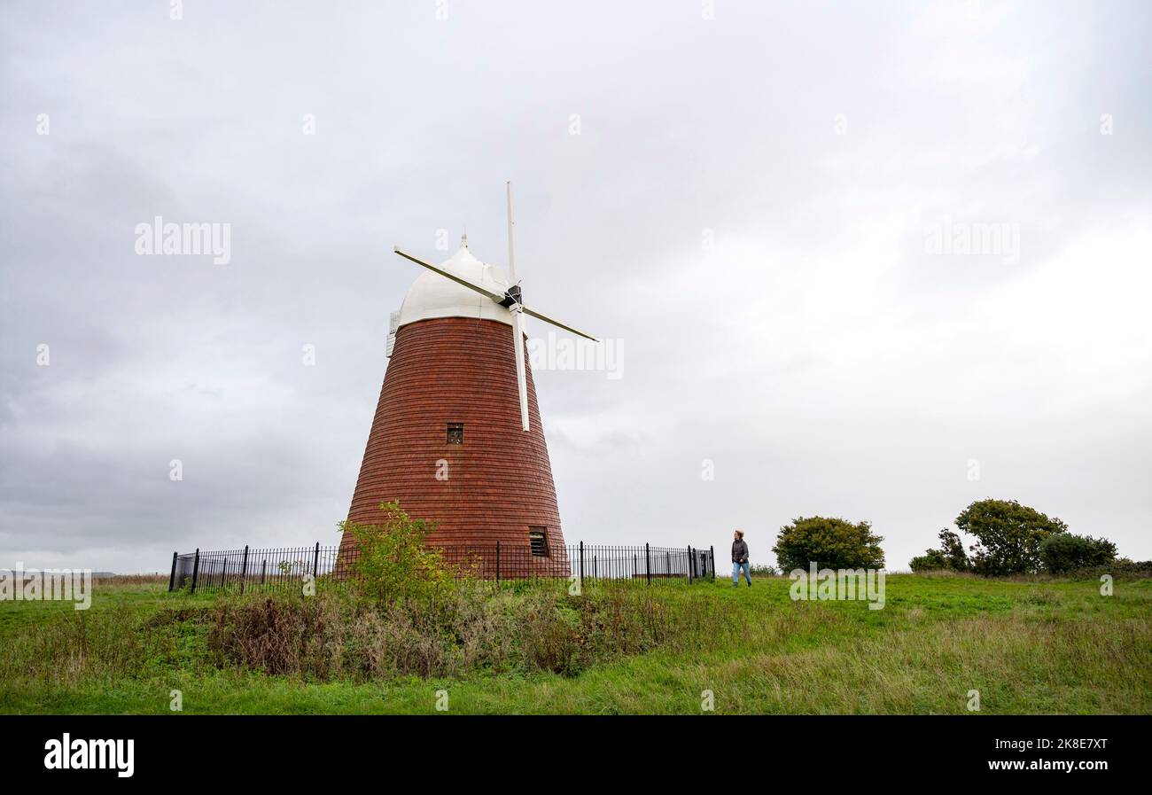 Walker passe devant le moulin à vent de Halnaker en automne sur les South Downs près de Chichester West Sussex, Angleterre Banque D'Images