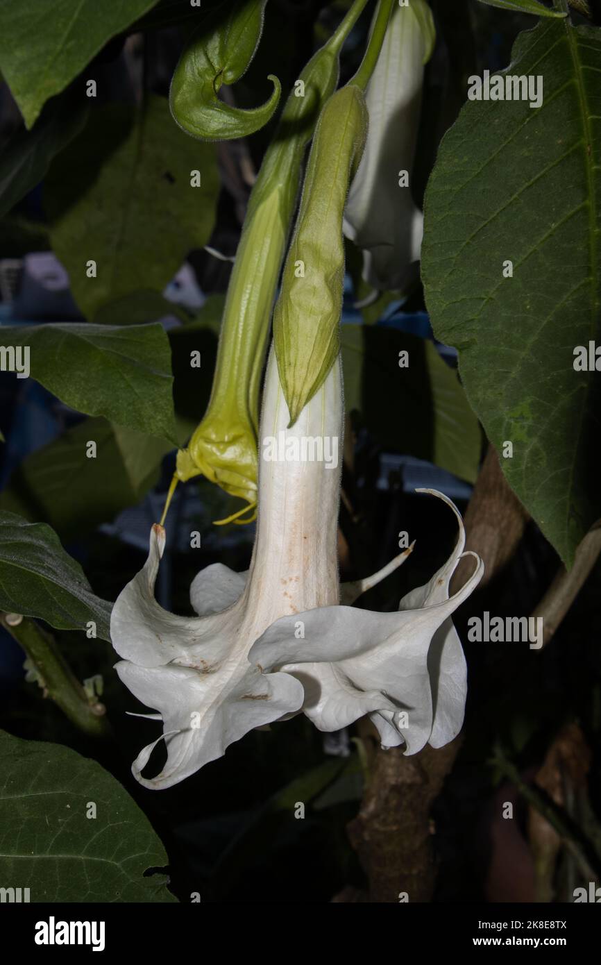 Gros plan de la fleur d'une fleur d'arborea brugmansia blanche, également appelée trompette d'ange Banque D'Images