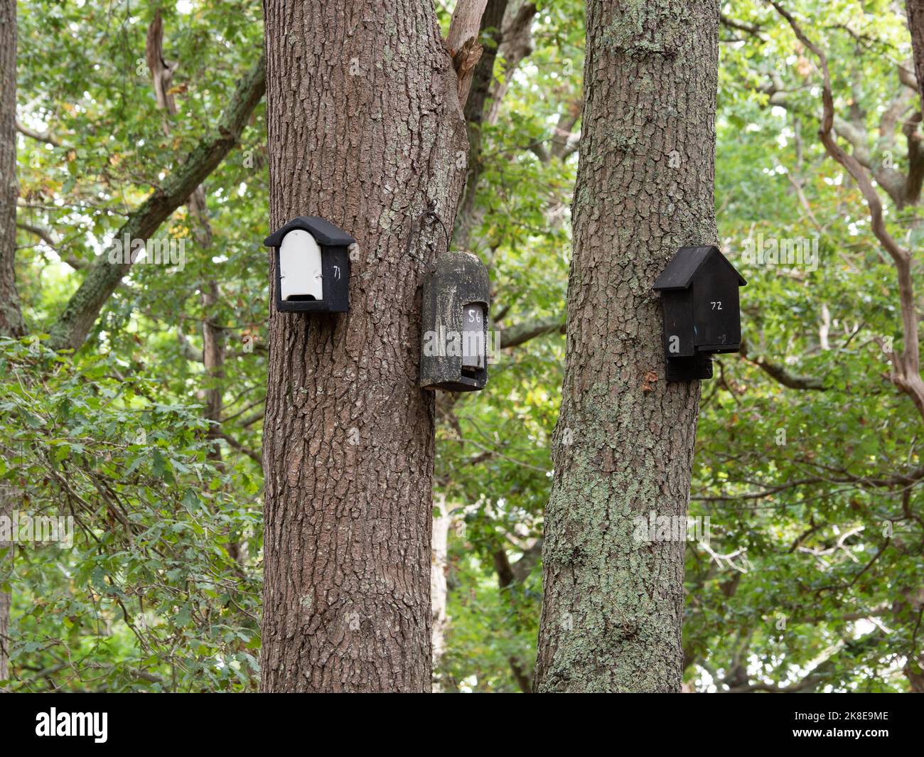 Boîtes d'oiseaux numérotées sur les arbres Banque D'Images