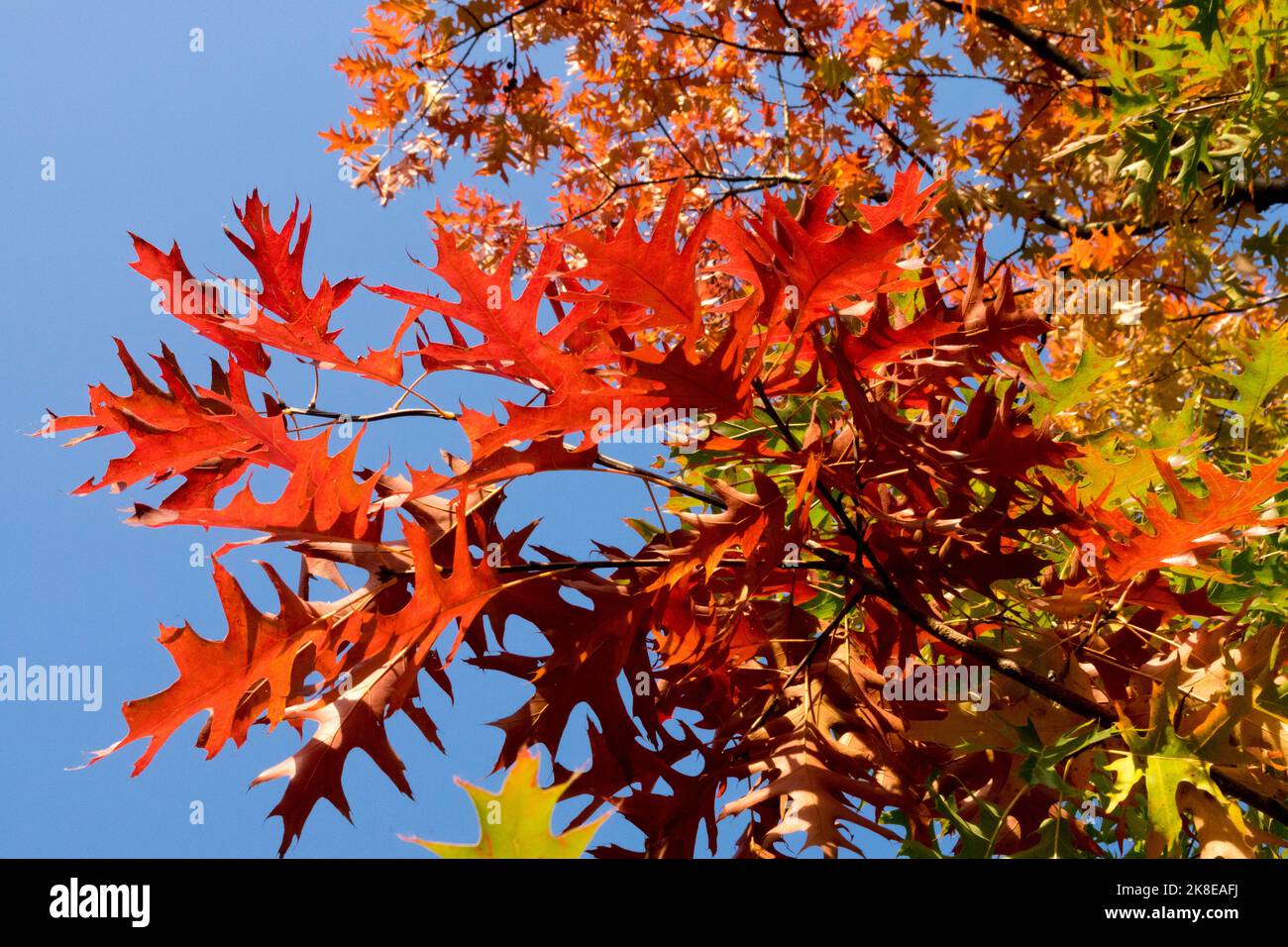 Rouge, feuilles d'automne, PIN Oak, Quercus palustris Swamp Oak automne arbre à feuilles caduques Banque D'Images