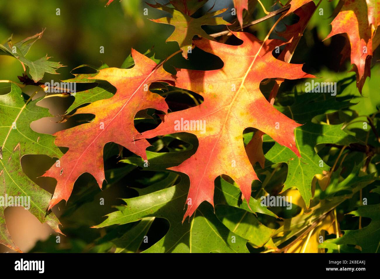 PIN Oak, feuilles, Chêne, Quercus palustris, Chêne de marais, Branche, automne, couleur, feuillage Banque D'Images