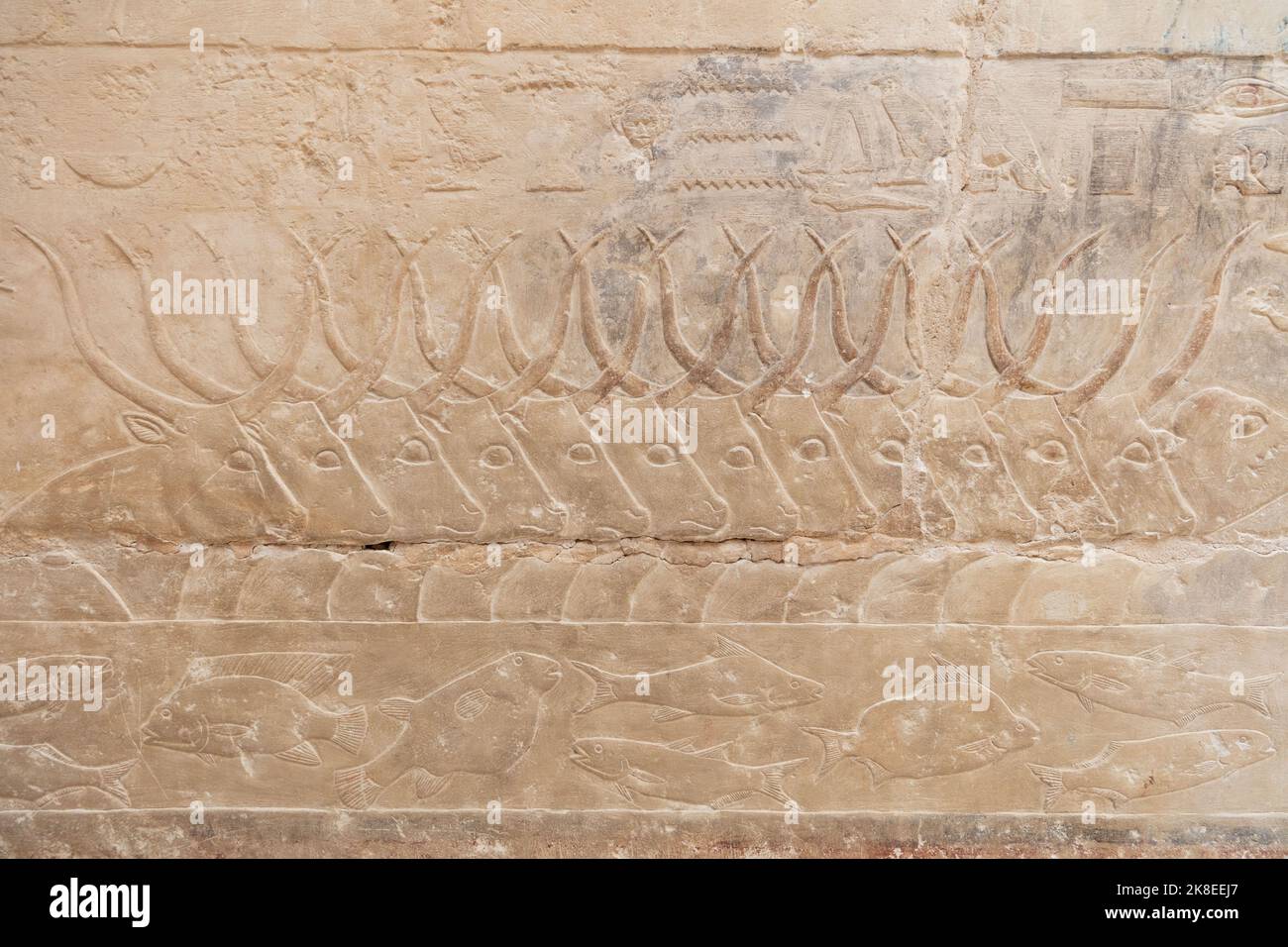 Un ancien relief égyptien représentant une scène d'un massacre de vache à Saqqara. Hiéroglyphes égyptiens anciens. Hiéroglyphes égyptiens sur le mur. Banque D'Images