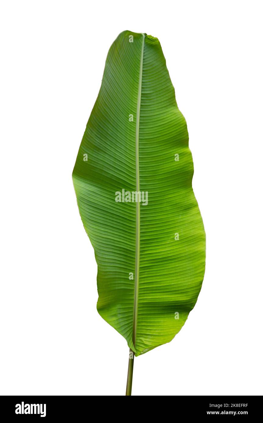 Feuilles de banane sur fond blanc. Isoler Banque D'Images