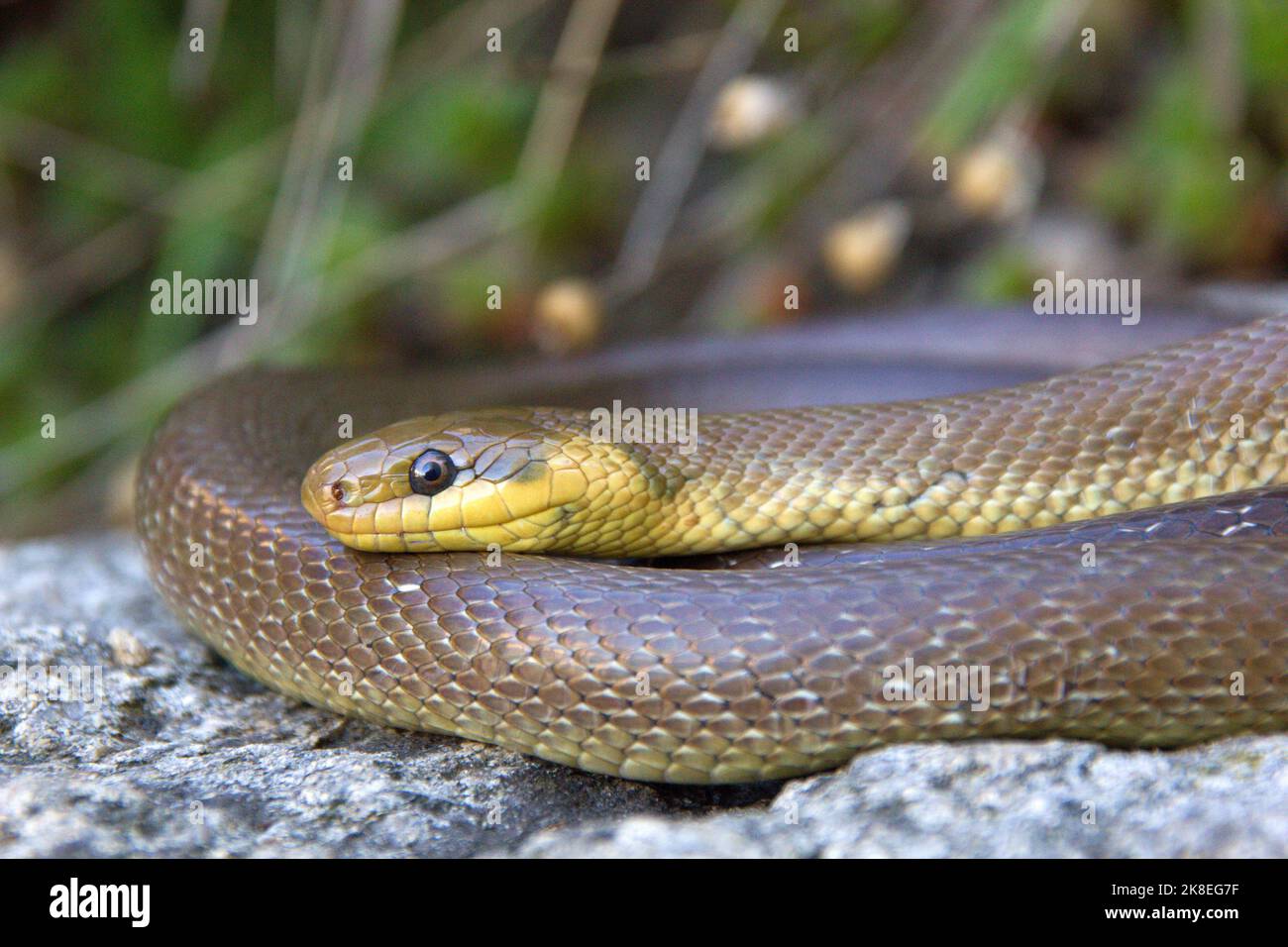 La couleuvre aesculapienne (Zamenis longgisimus) dans un habitat naturel Banque D'Images