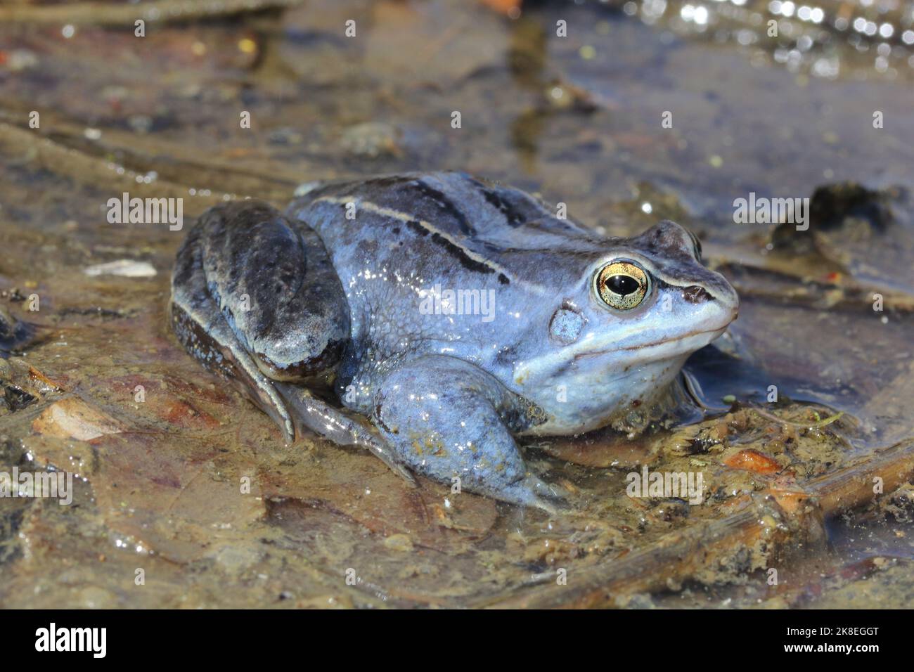 Le mâle bleu de la grenouille langade (Rana arvalis) à la surface de l'eau Banque D'Images