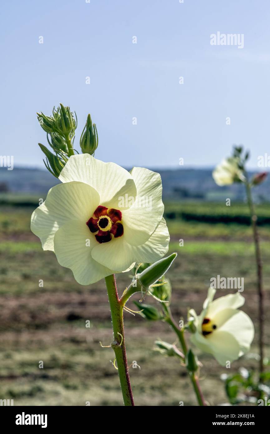 Weisse Blüte der Okra Banque D'Images
