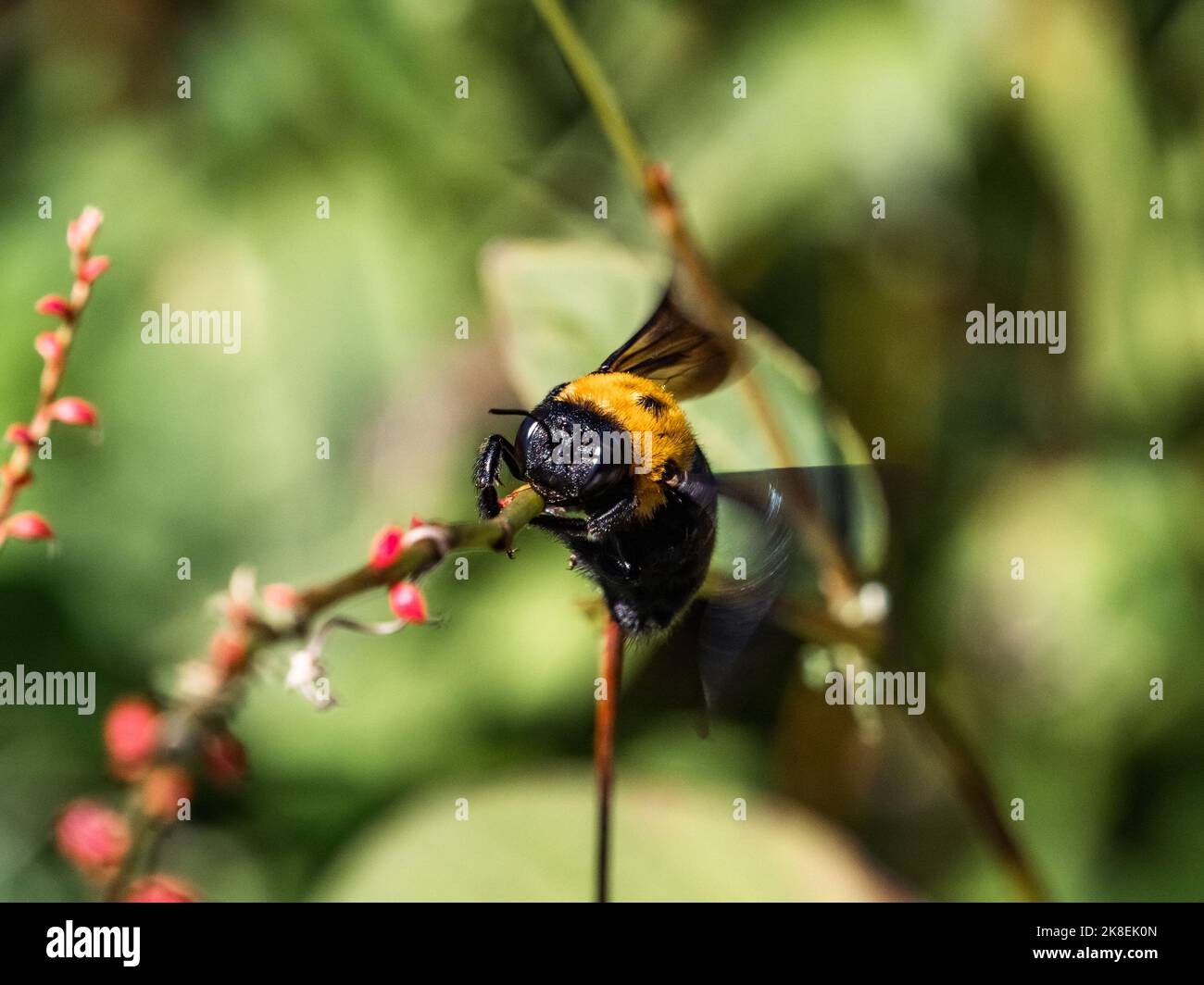 L'abeille charpentier japonaise, xylocopa appendiculata, se accroche à une petite branche parmi les fleurs sauvages le long d'un bord de route à Yokohama, au Japon. Banque D'Images