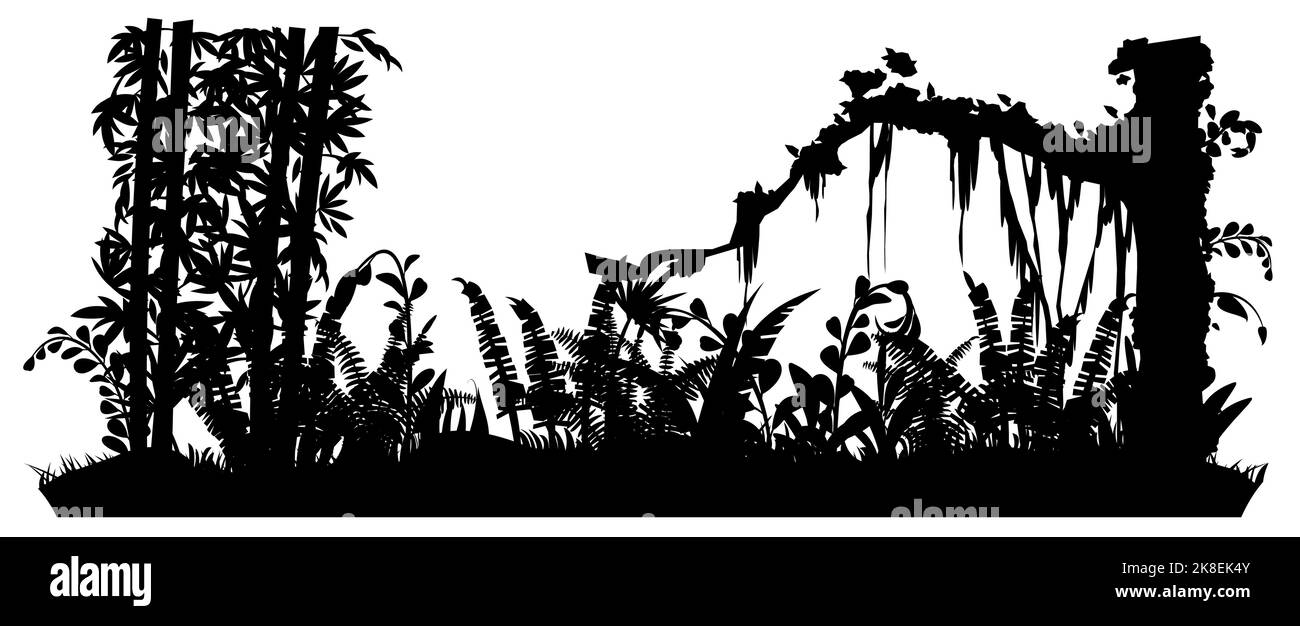Bambou et fougère. Jungle forêt tropicale. Silhouette de paysage de la nature. Épaississement tropical dense. Isolé sur fond blanc. Vecteur Illustration de Vecteur