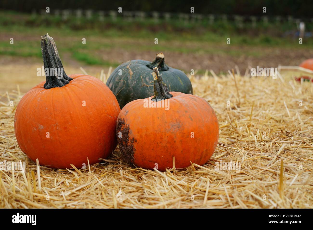 Citrouille d'Halloween (gourde) à vendre dans une ferme de potiron en Angleterre, au Royaume-Uni Banque D'Images