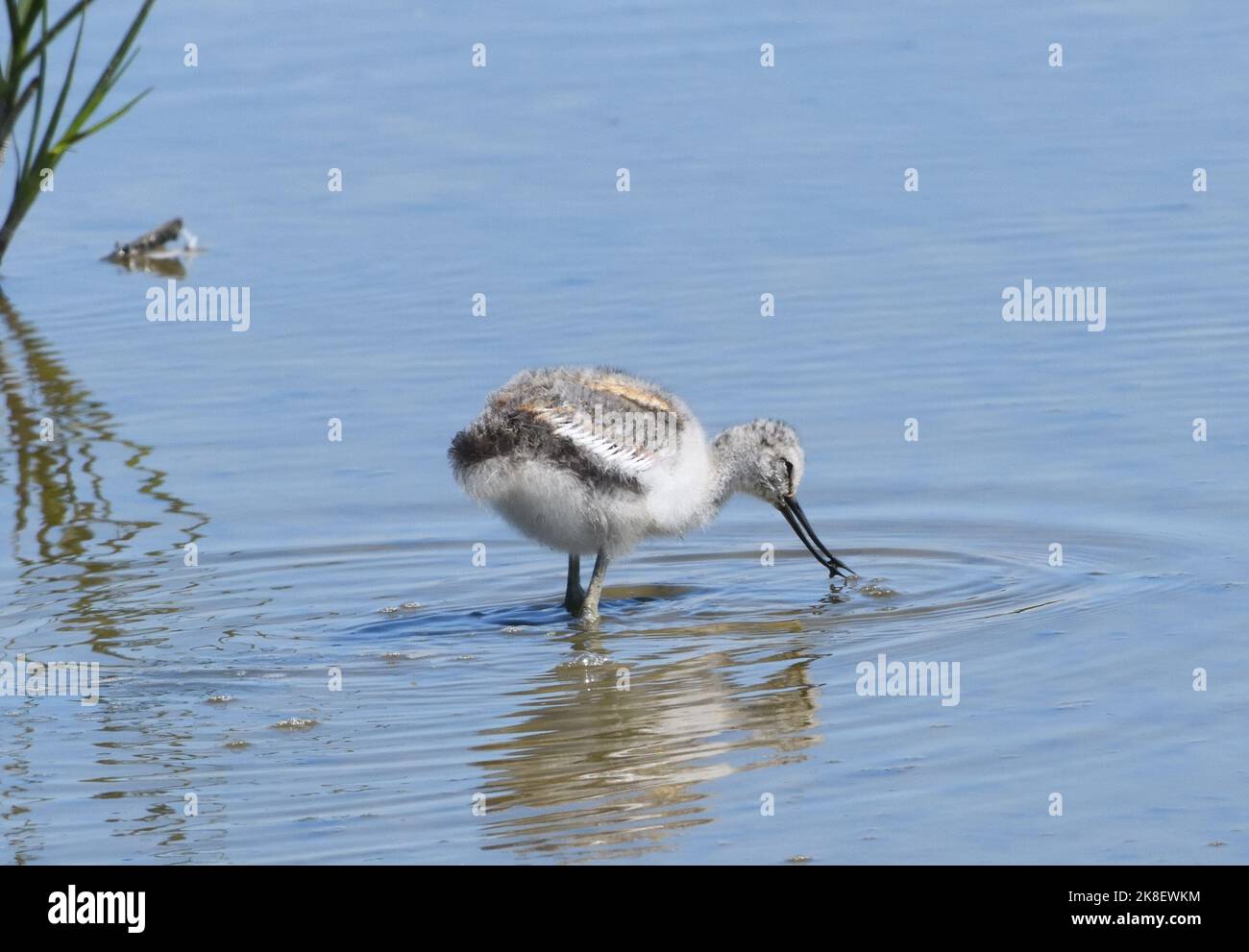Un jeune avocat (Recurvirostra avosetta) , plumes d'aile qui se montrent juste à travers son duvet, saisit un invertébré de la boue dans un lagon peu profond utilisant Banque D'Images