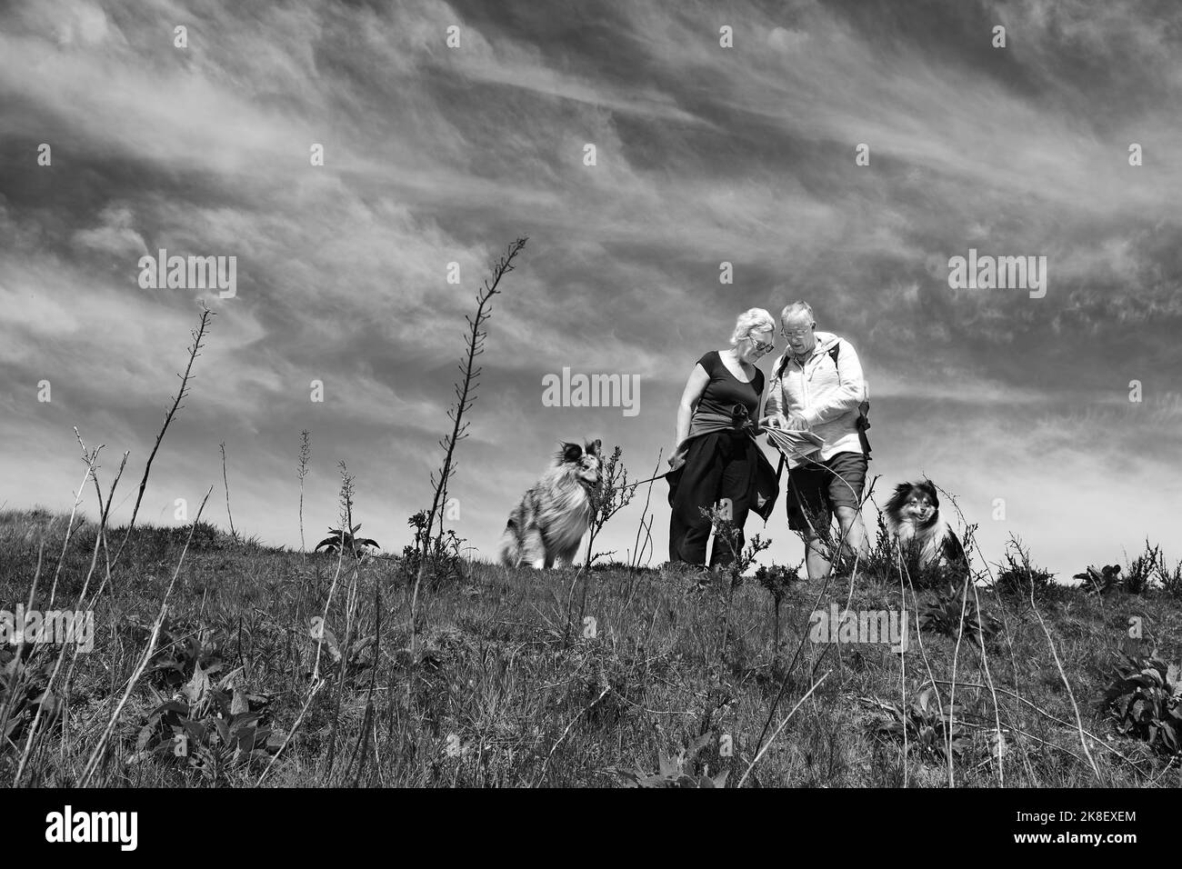 Ramblers regardant une carte tout en marchant avec leurs chiens Collie dans les collines de Malvern Banque D'Images