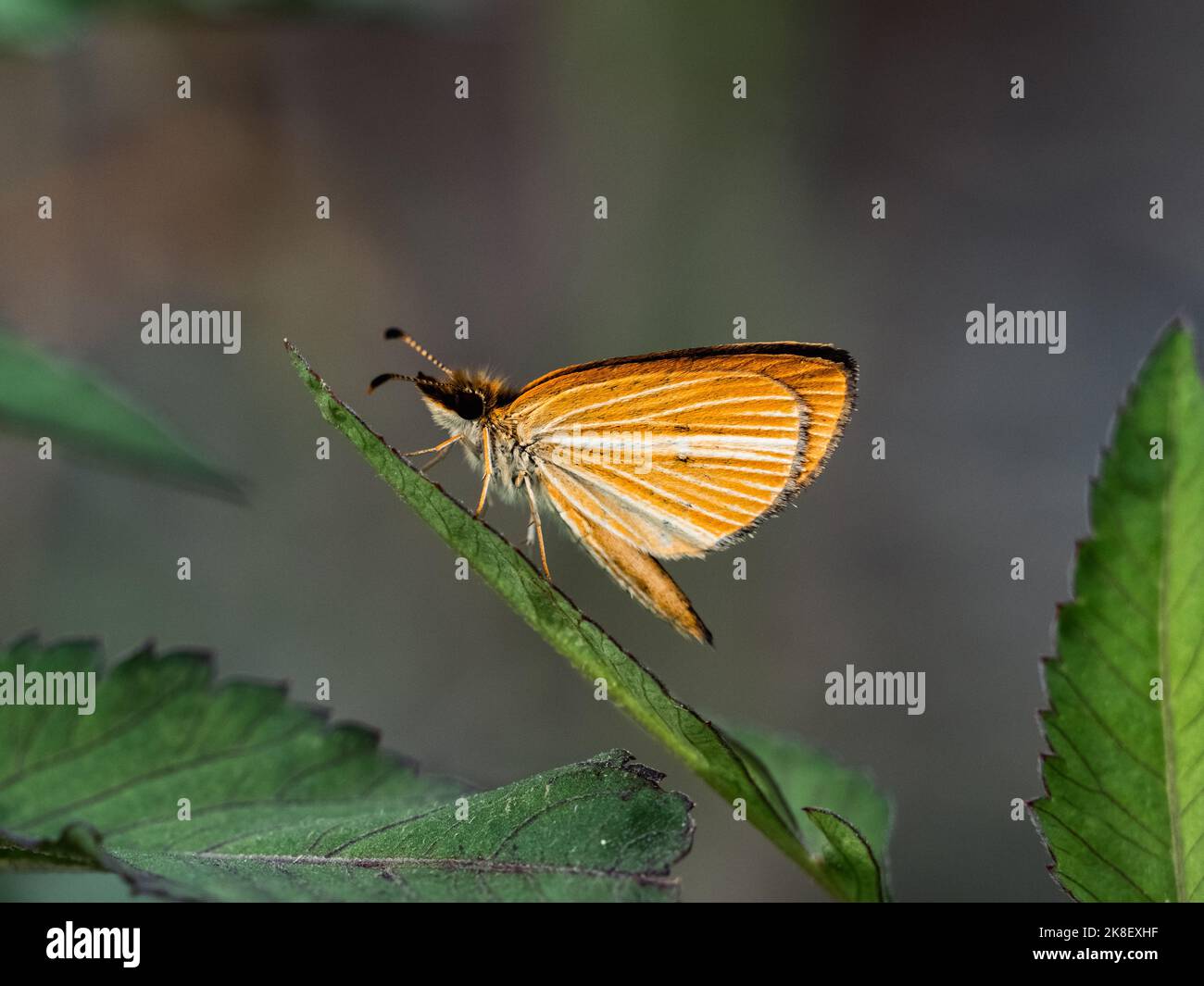 Un papillon à herbe Leptalina unicolor bordé d'argent repose sur une feuille à côté de la rivière Sagami à Atsugi, au Japon Banque D'Images