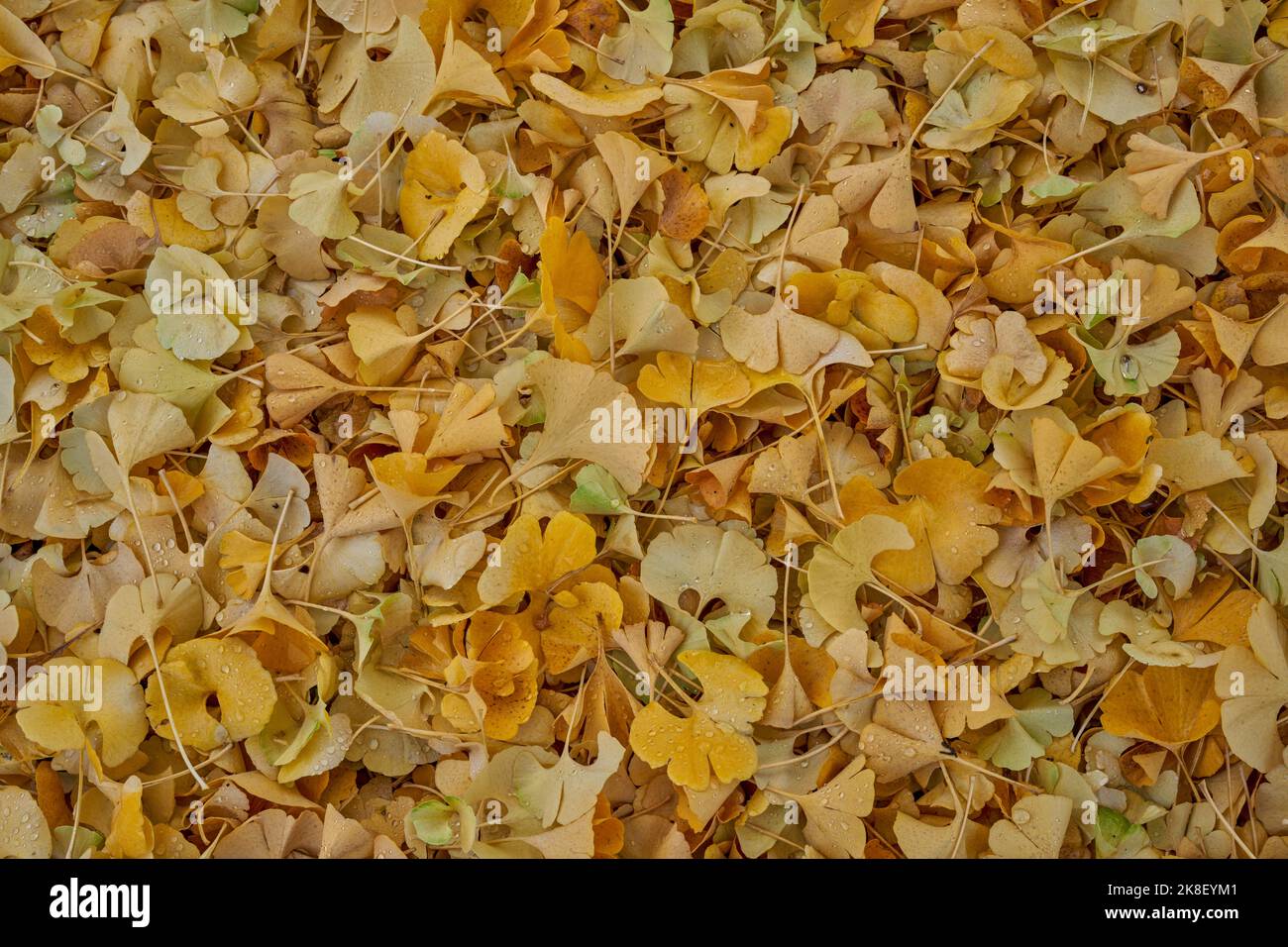 Ginkgo biloba, communément connu sous le nom de ginkgo ou gingko également connu sous le nom de maidenhair Tree Banque D'Images