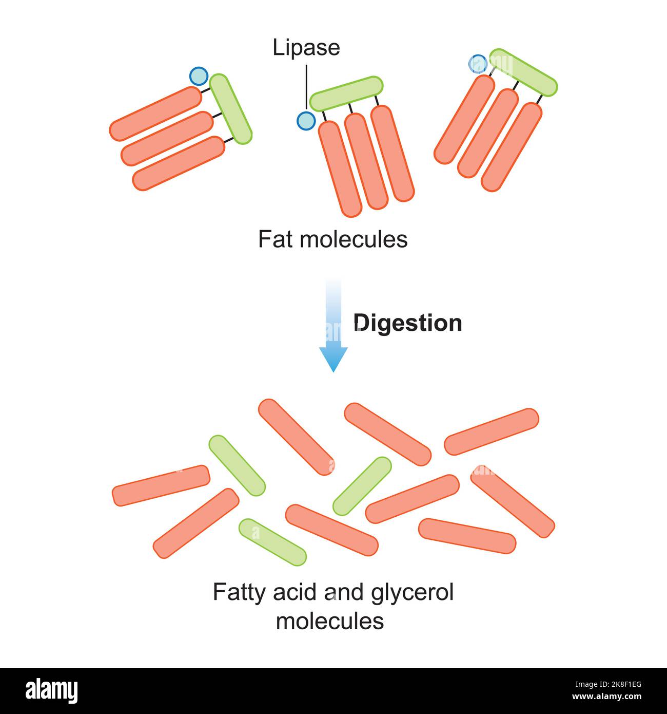 Conception scientifique de la digestion des molécules de graisse. Effet de l'enzyme lipase sur les molécules de graisse. Formation d'acides gras et de glycérol. Symboles colorés. Vecteur. Illustration de Vecteur