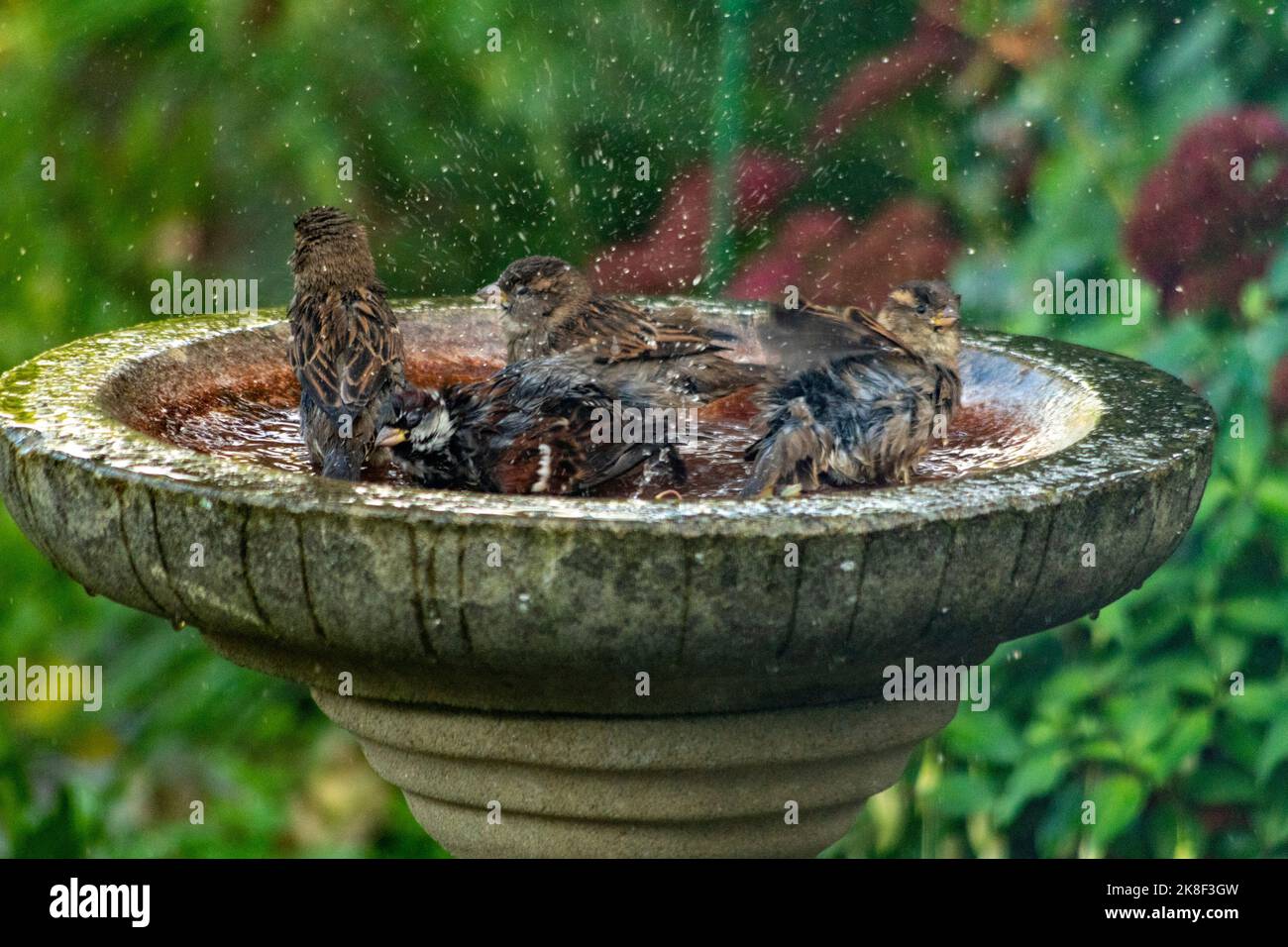 Quatre moineaux profitent d'un bain sous la pluie de the4 Banque D'Images