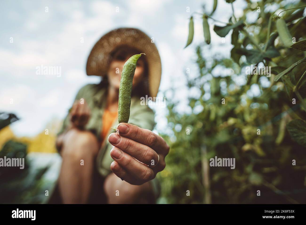 Femme tenant une gousse de pois dans le jardin Banque D'Images