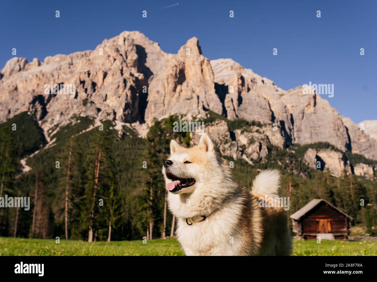 Chien en face des Dolomites le jour ensoleillé, Italie Banque D'Images