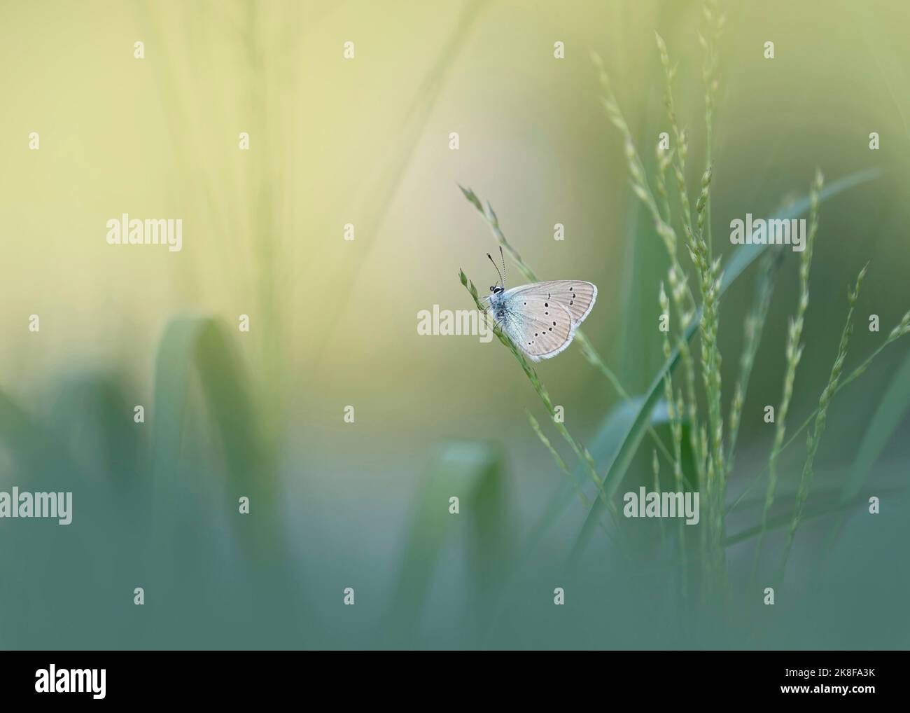 Un papillon bleu commun perching sur l'herbe Banque D'Images