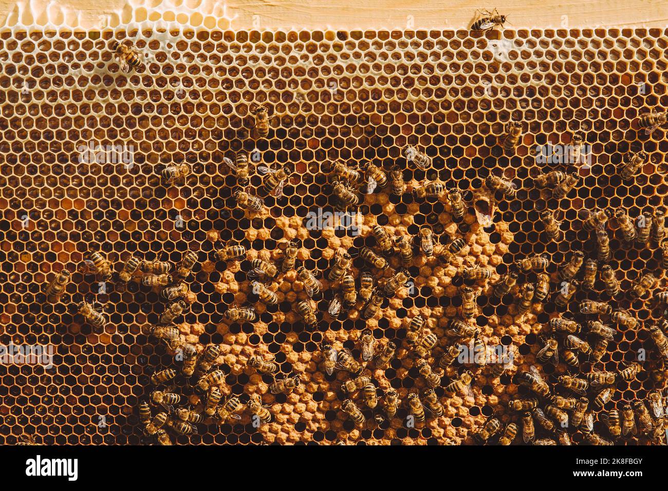 Abeilles de miel sur ruche à apiary Banque D'Images