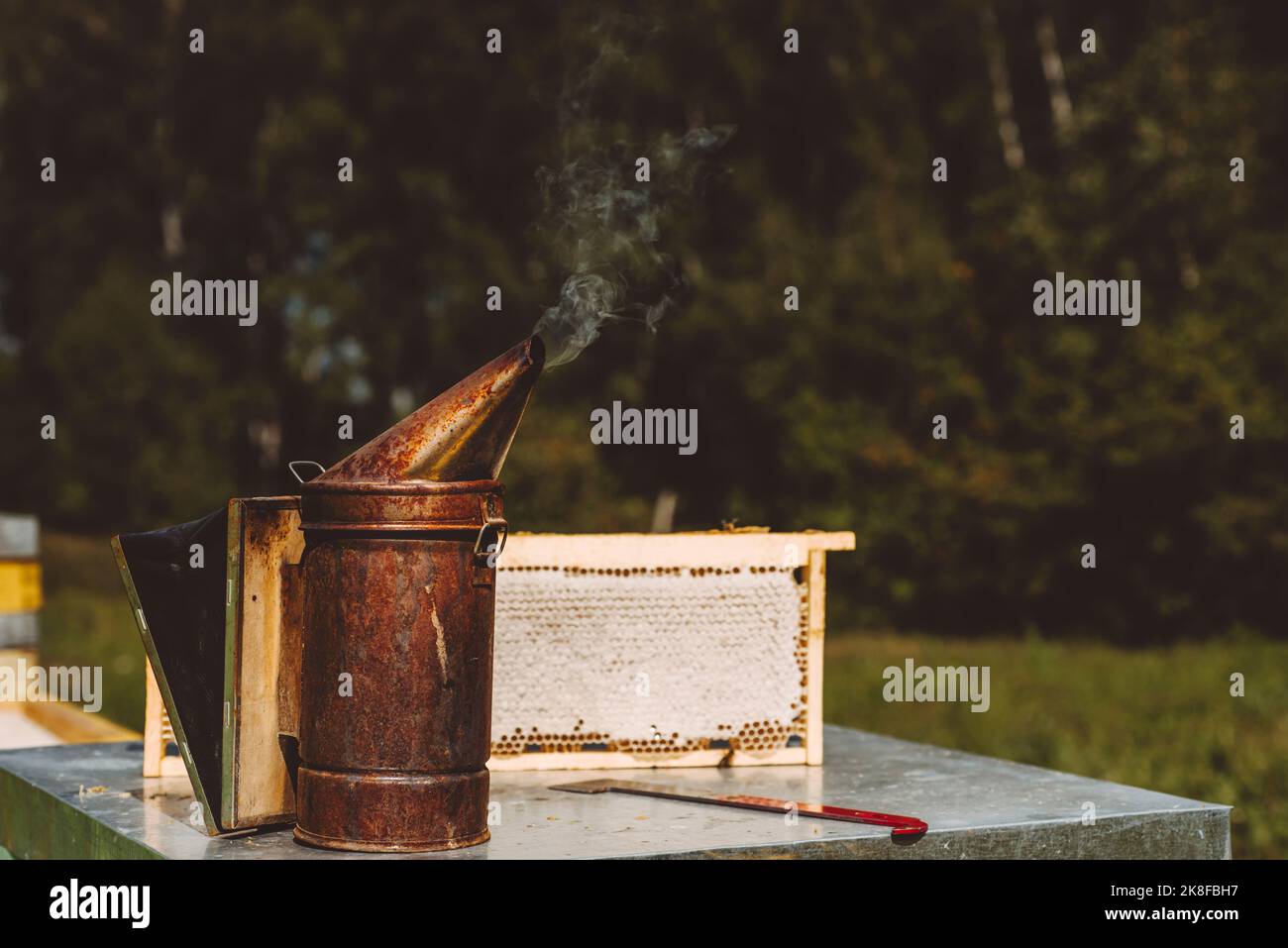 Fumeur d'abeille par le cadre de ruche sur la table Banque D'Images