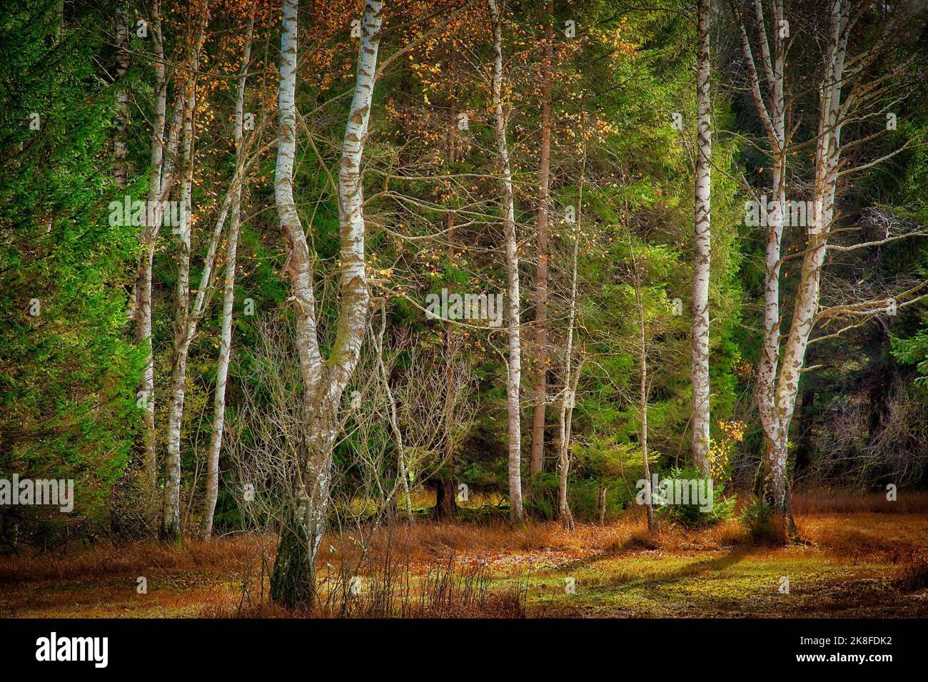 DE - BAVIÈRE: Scène forestière automnale dans le Moor de Loisach près de Bichl, Oberbayern (Art photographique © Edmund Nagele FRPS) Banque D'Images