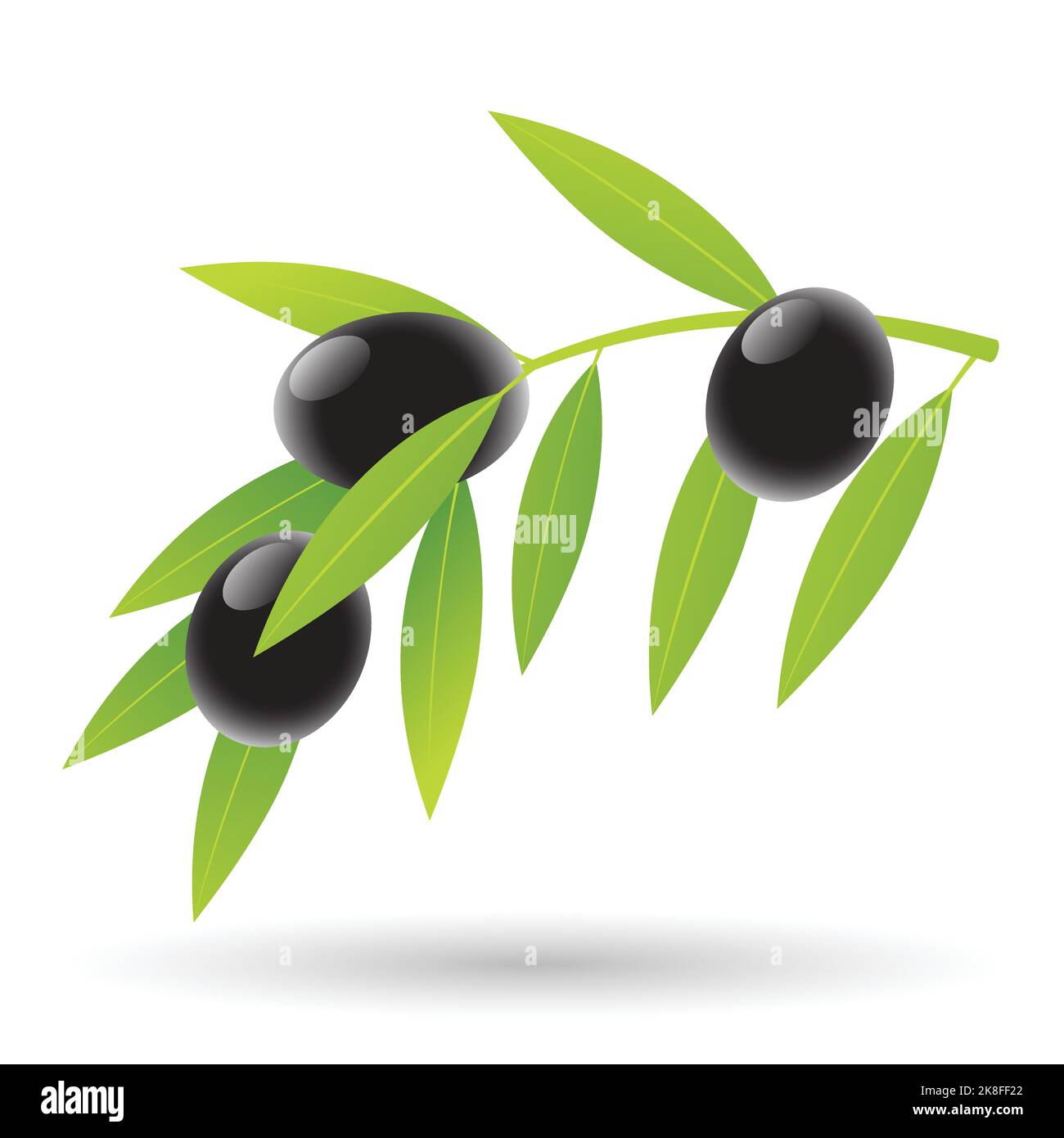 Olives et feuilles Illustration isolée sur fond blanc Illustration de Vecteur