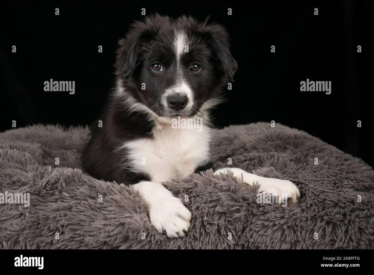 Bordure collie chiot assis sur le lit d'animal de compagnie sur fond noir Banque D'Images