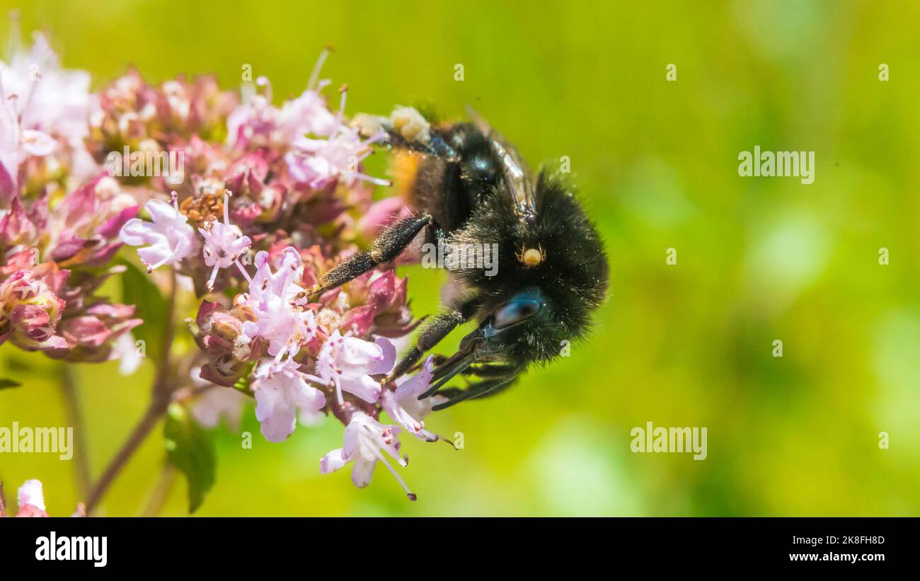 Bourdon se nourrissant de fleurs en fleur Banque D'Images