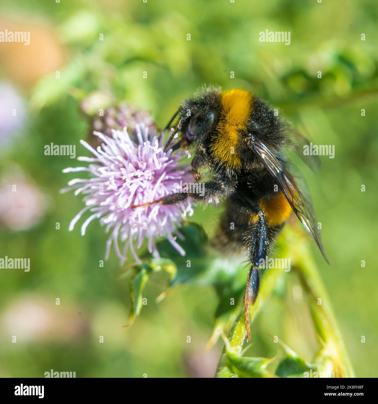 Bourdon se nourrissant de fleurs en fleur Banque D'Images