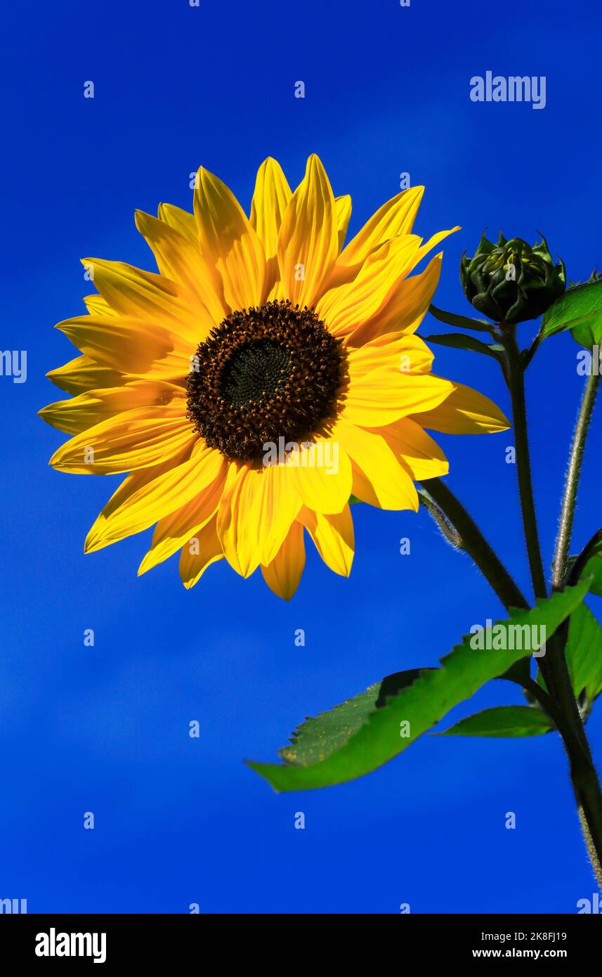 Fleur de tournesol contre ciel bleu clair Banque D'Images