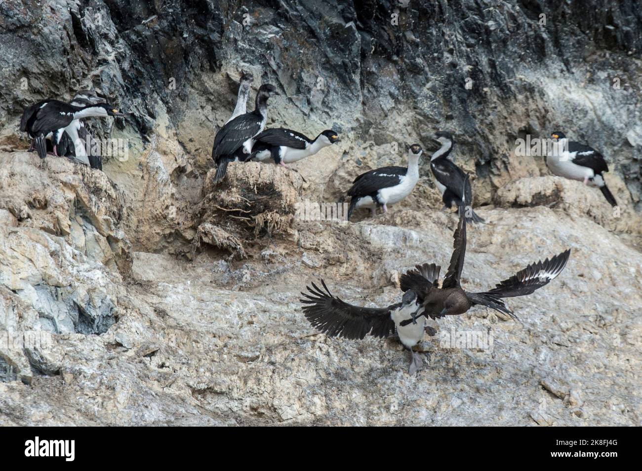 Grande ou géante Skua, Stercorarius skua, attaquant un cerf de l'Antarctique, Leucocarbo bransfidensis, Paradise Harbour Antarctique Banque D'Images