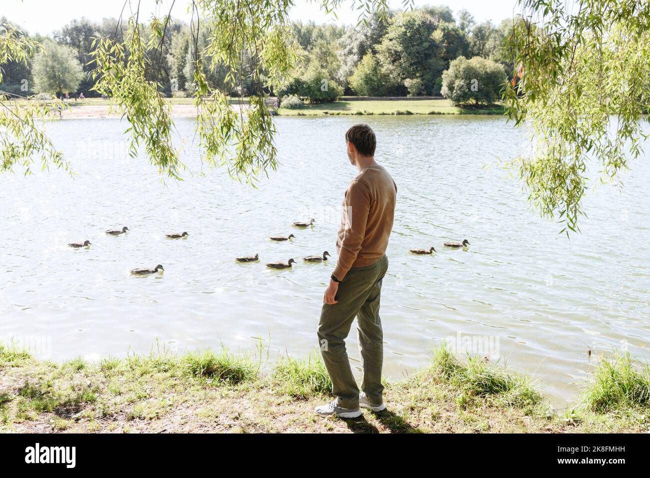 Homme regardant les canards nager dans le lac Banque D'Images