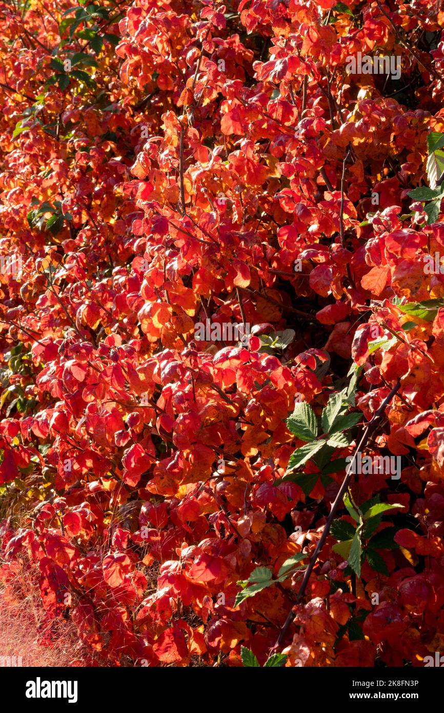 Viburnum carlesii, automne, Bush, Rouge, feuilles, Rubis, Viburnums, décidus, feuillage Banque D'Images