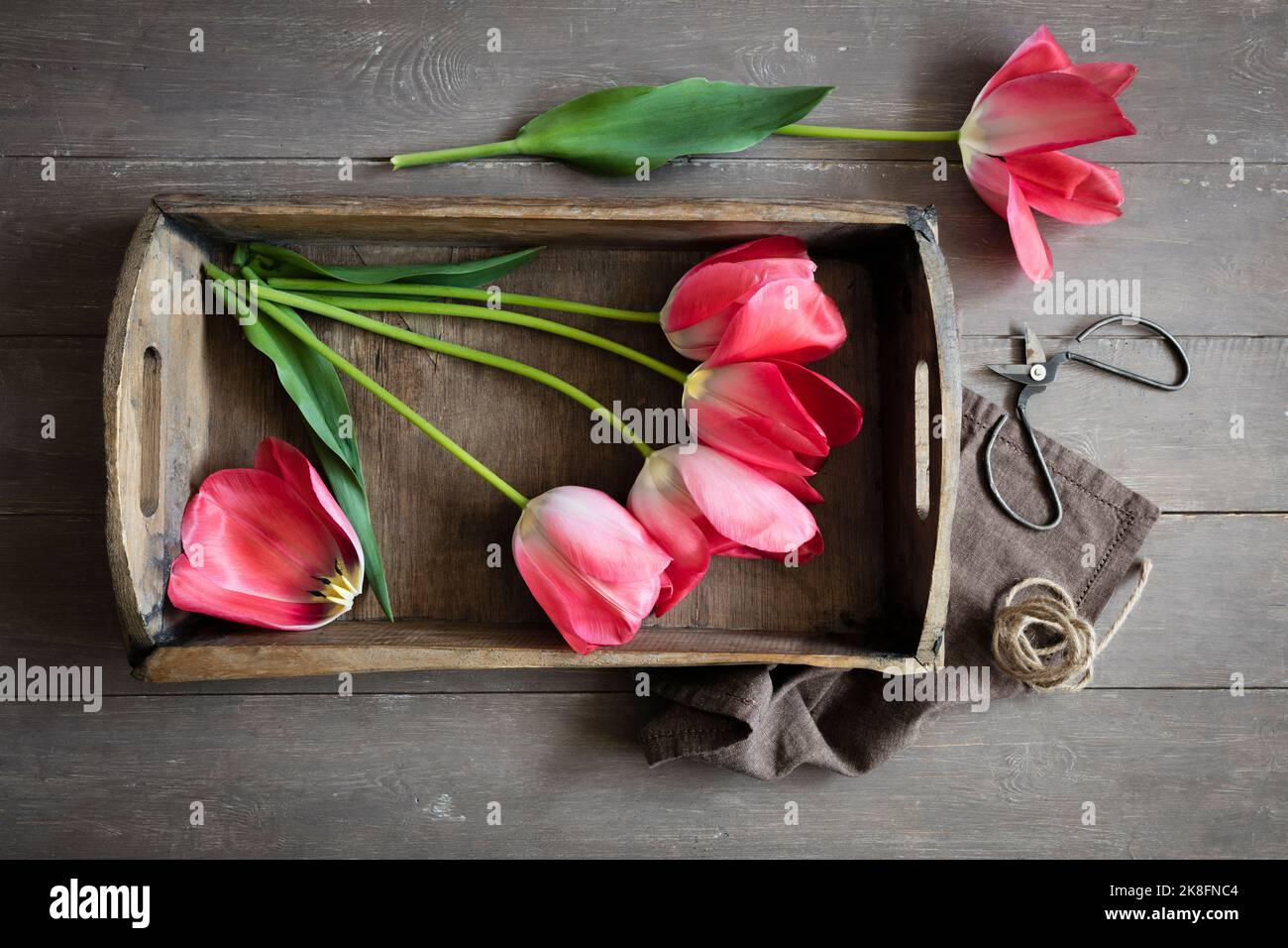 Tulipes Don Quichotte à fleurs roses couchés sur un plateau en bois Banque D'Images