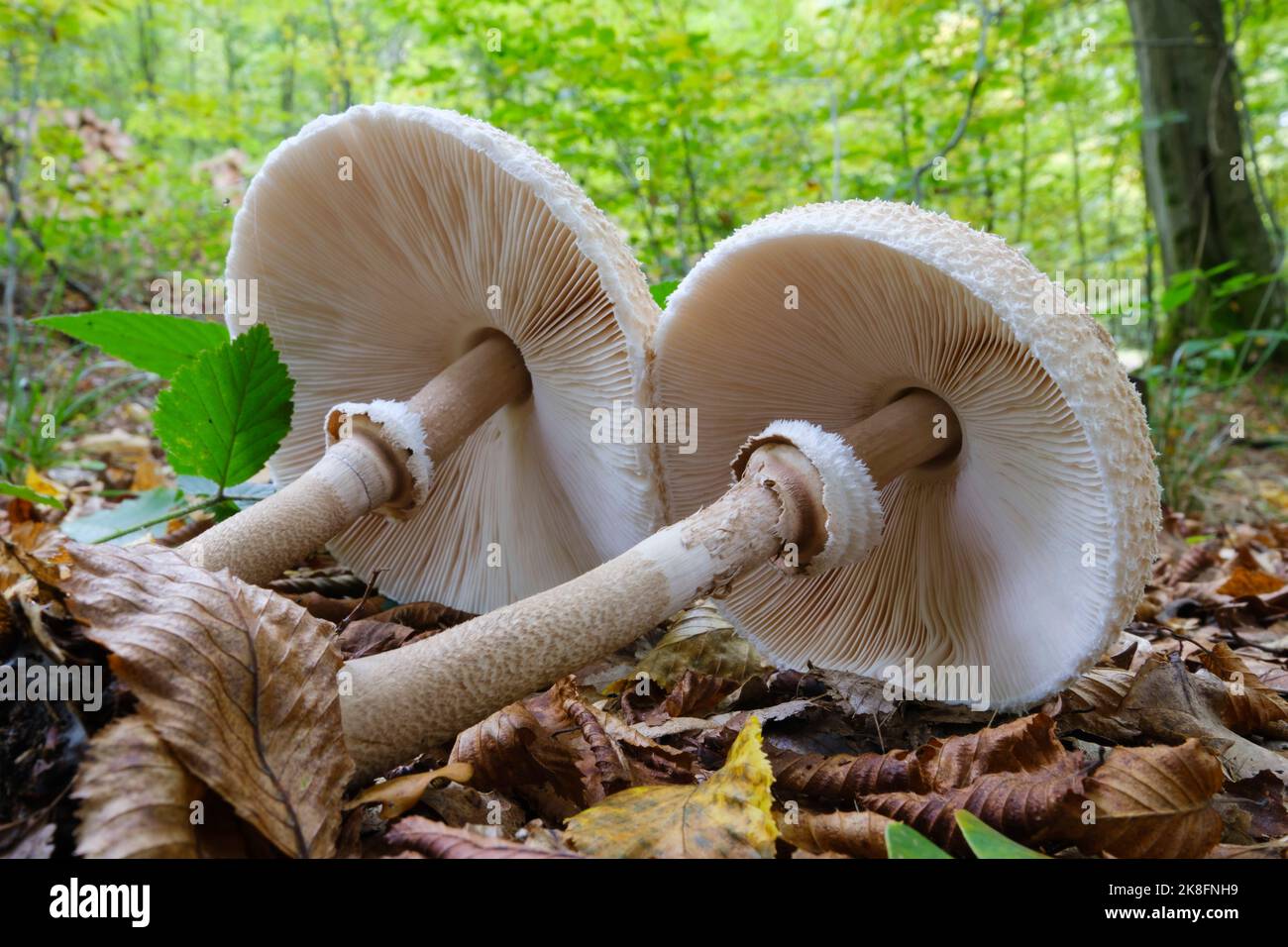 Deux champignons parasol (Macrolepiota procera) se trouvent sur le sol de la forêt Banque D'Images