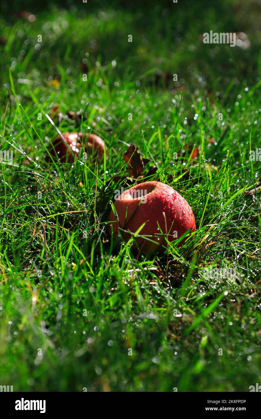 Pommes situées sur un sol forestier herbacé Banque D'Images