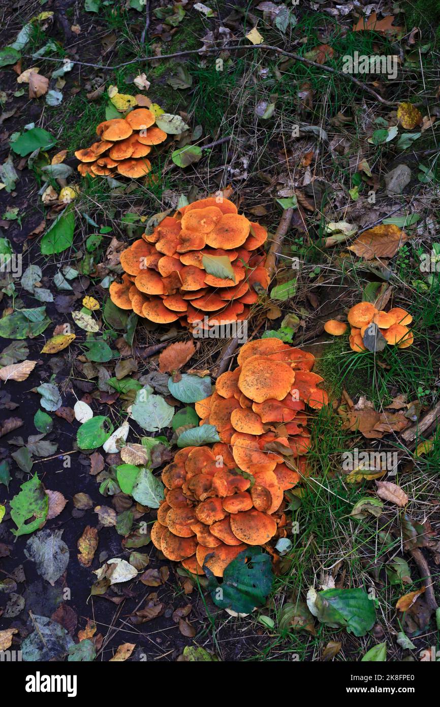 Champignons poussant sur le sol de la forêt en automne Banque D'Images