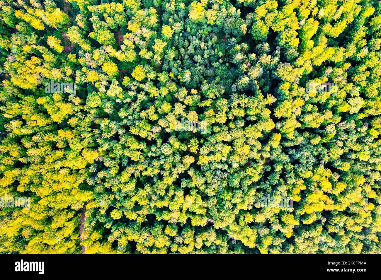 Allemagne, Bade-Wurtemberg, Drone vue sur la forêt verte d'automne dans la vallée de Rems Banque D'Images