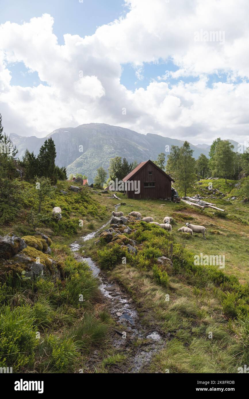 Ruisseau coulant par des moutons paître sur l'herbe avec cabane de montagne en arrière-plan Banque D'Images
