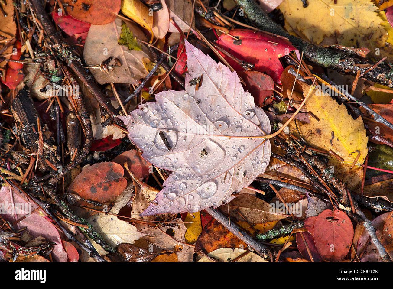 Gros plan des gouttes de pluie à l'arrière d'une feuille d'érable d'automne Banque D'Images