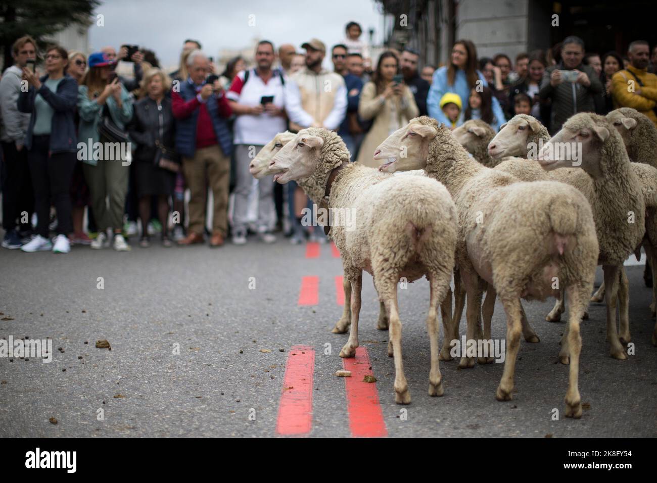 Madrid, Espagne. 23rd octobre 2022. Un troupeau de moutons s'arrête pendant le festival de transhumance, où des milliers de moutons traversent les rues principales du centre de Madrid. Le festival de transhumance est célébré depuis 1994 et des milliers de moutons passent par le Cañada Real qui traverse la capitale, revendiquant le rôle de transhumance et d'élevage extensif comme outil de conservation de la biodiversité et de lutte contre le changement climatique. Crédit : SOPA Images Limited/Alamy Live News Banque D'Images