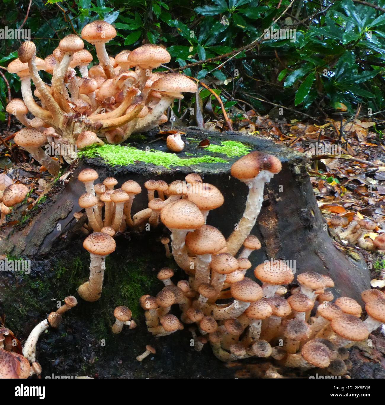 Armillaria ostoyae ou champignon du miel foncé poussant sur un tronc d'arbre mort dans une forêt en Allemagne Banque D'Images