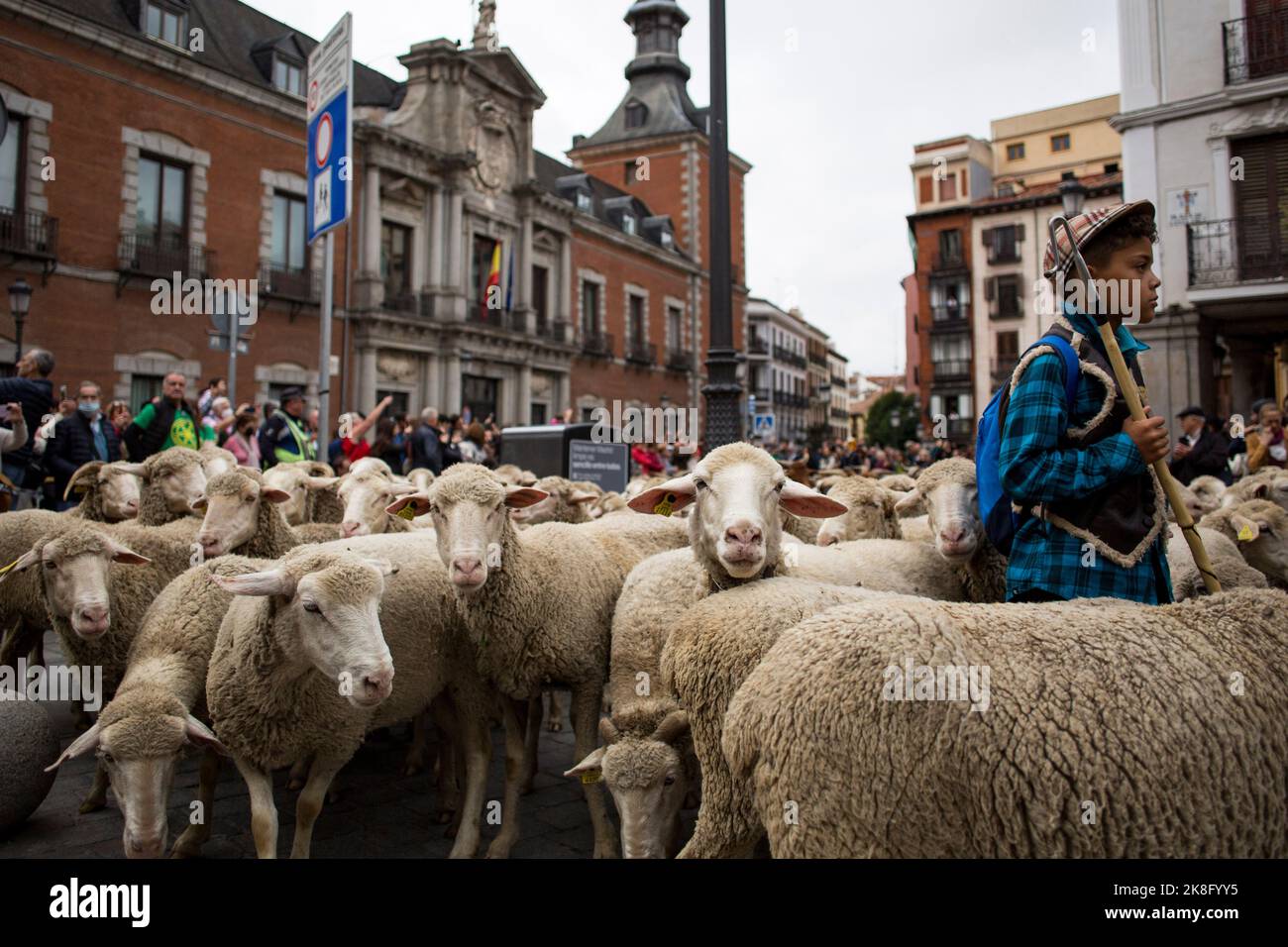 Madrid, Espagne. 23rd octobre 2022. Une partie du troupeau de moutons s'arrête à côté d'un berger pendant le festival de transhumance, où des milliers de moutons traversent les rues principales du centre de Madrid. Le festival de transhumance est célébré depuis 1994 et des milliers de moutons passent par le Cañada Real qui traverse la capitale, revendiquant le rôle de transhumance et d'élevage extensif comme outil de conservation de la biodiversité et de lutte contre le changement climatique. (Photo par Luis Soto/SOPA Images/Sipa USA) crédit: SIPA USA/Alay Live News Banque D'Images