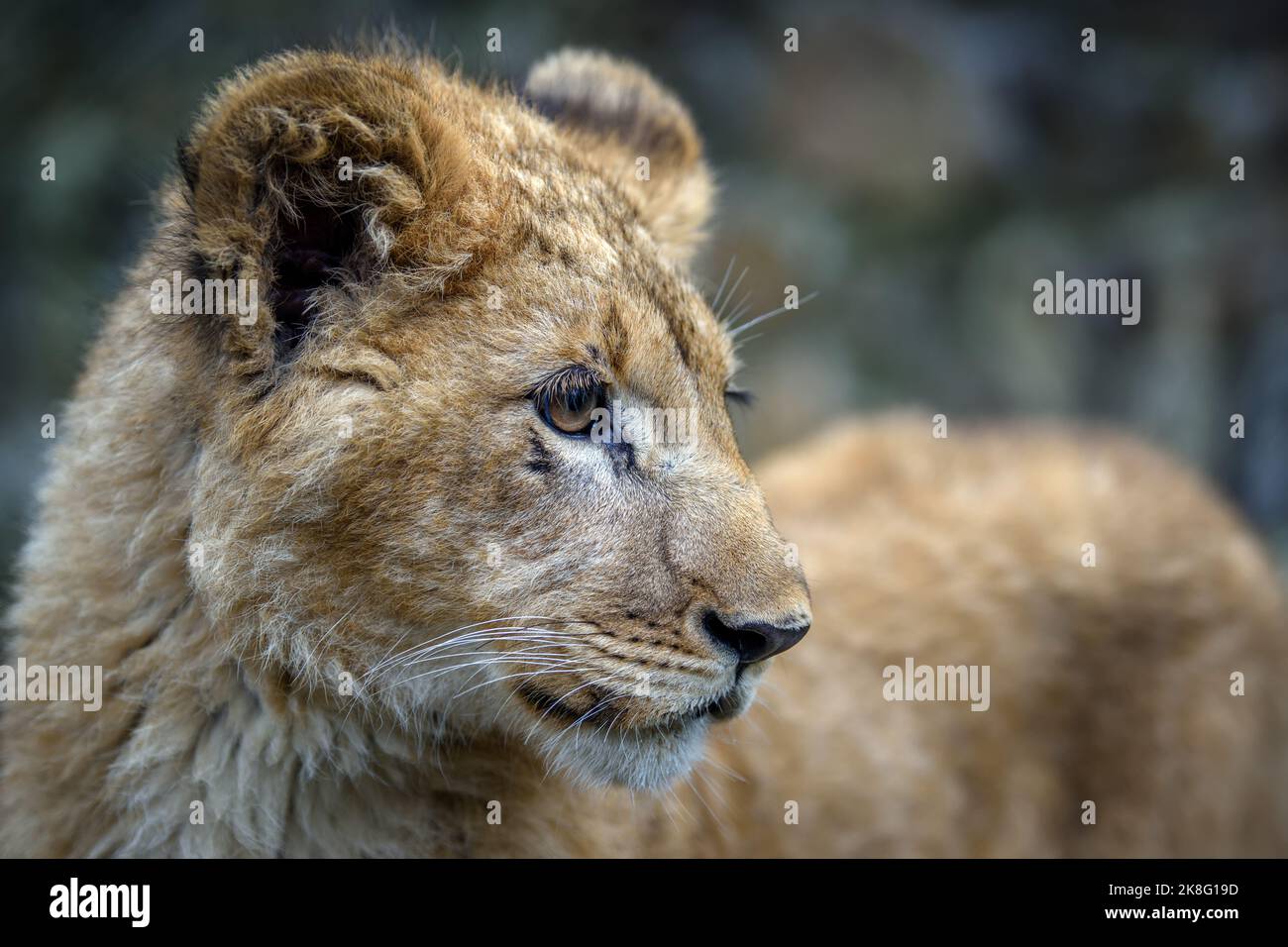 Gros plan sur le portrait de lion cub. Scène sauvage de la nature. Animal sauvage dans l'habitat naturel Banque D'Images
