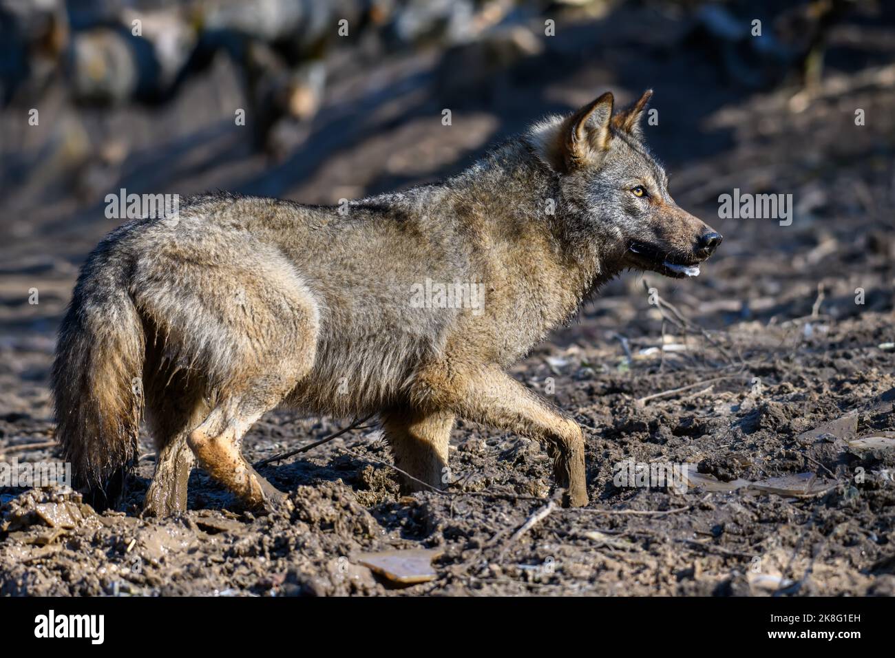 Loup en forêt. Scène sauvage de la nature. Animal sauvage dans l'habitat naturel Banque D'Images