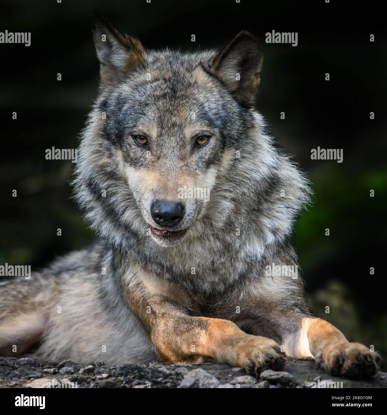Loup en forêt. Scène sauvage de la nature. Animal sauvage dans l'habitat naturel Banque D'Images
