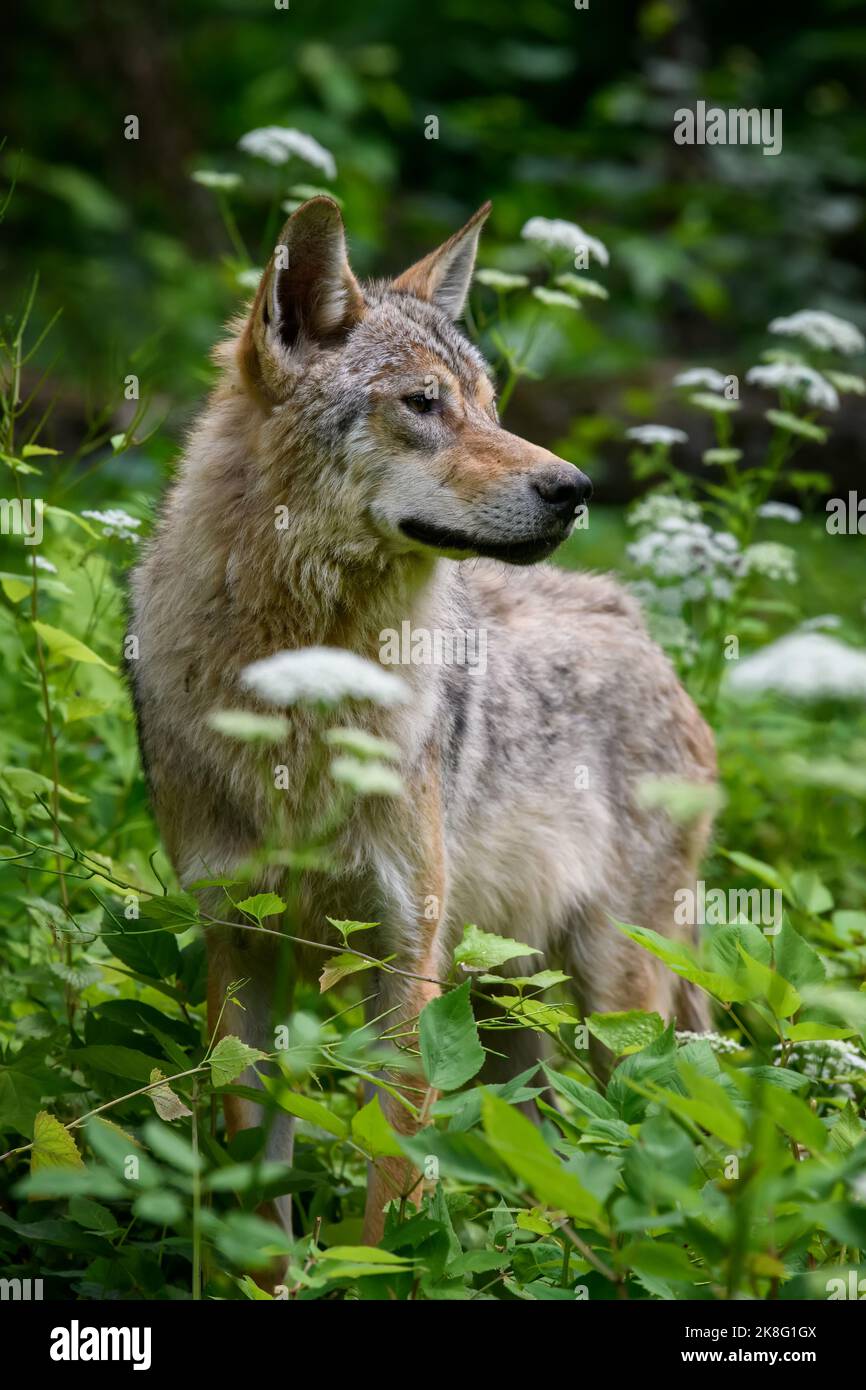 Loup en forêt. Scène sauvage de la nature. Animal sauvage dans l'habitat naturel Banque D'Images