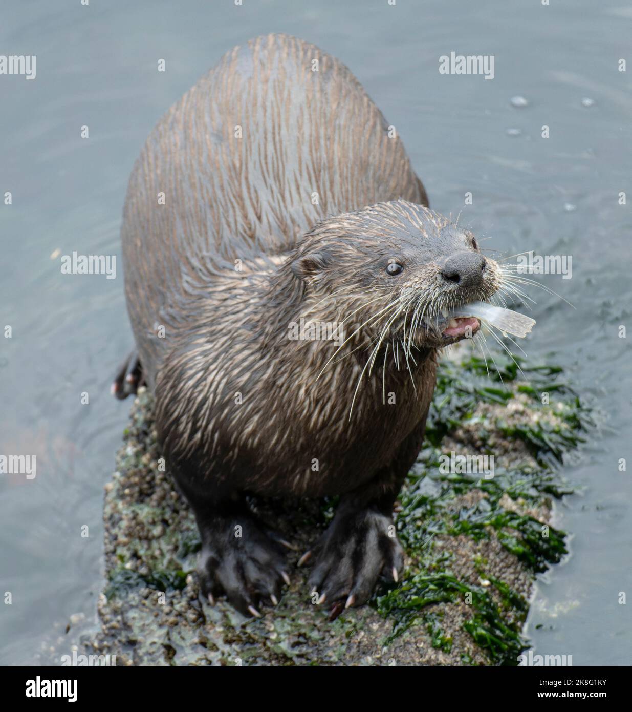 Une loutre de rivière nord-américaine (Lontra canadensis) mangeant un poisson sur la rive du parc provincial de Rockle, sur l'île Salt Spring, en Colombie-Britannique, à Canad Banque D'Images